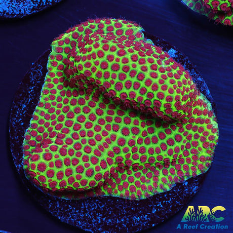 Grinch Porites