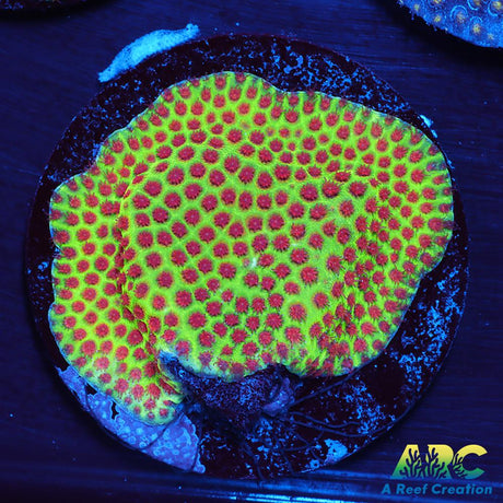 Grinch Porites