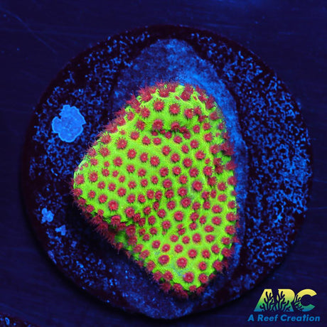 Grinch Porites
