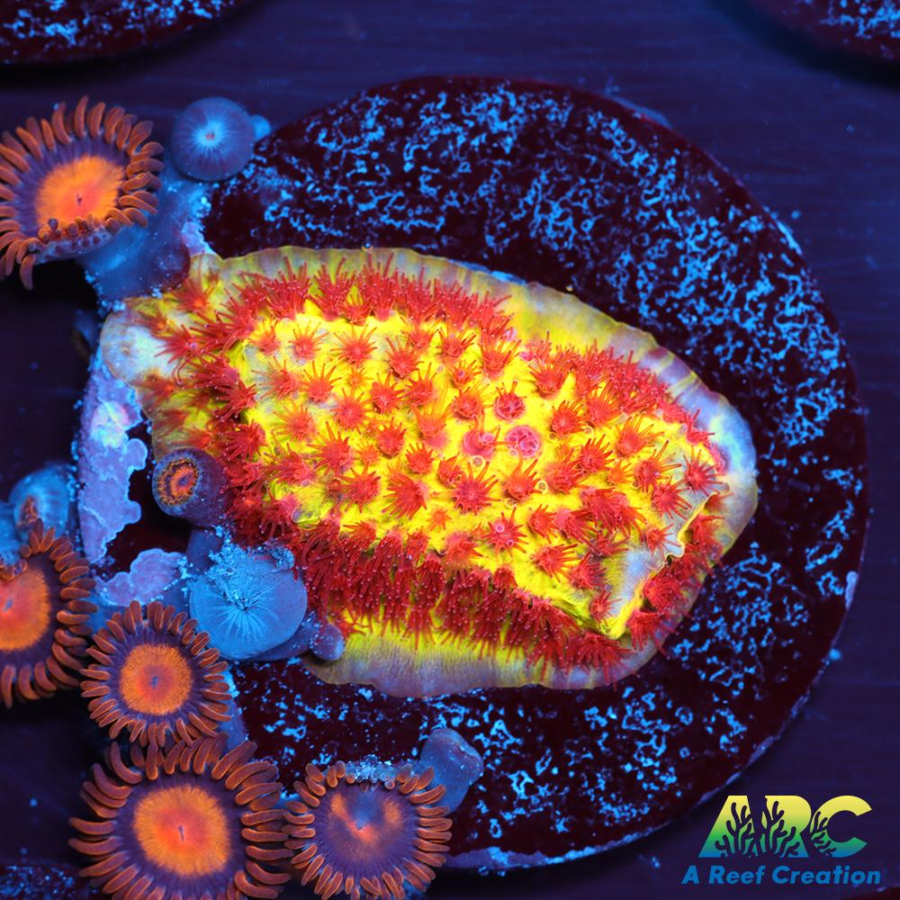 JF Burning Banana Stylo