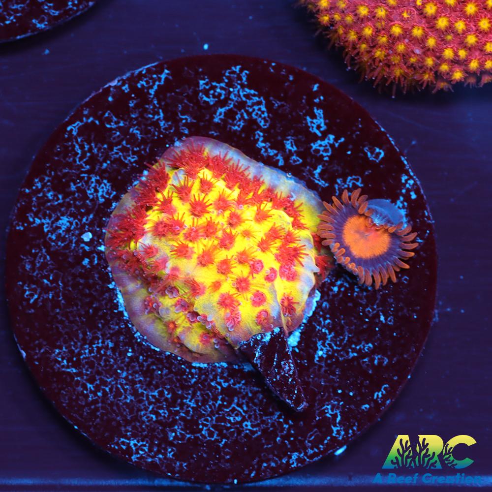 JF Burning Banana Stylo