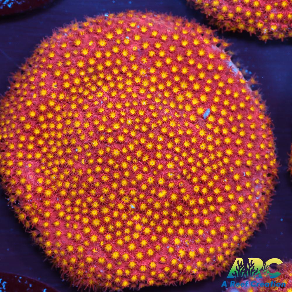 ARC Bling Bling Stylo