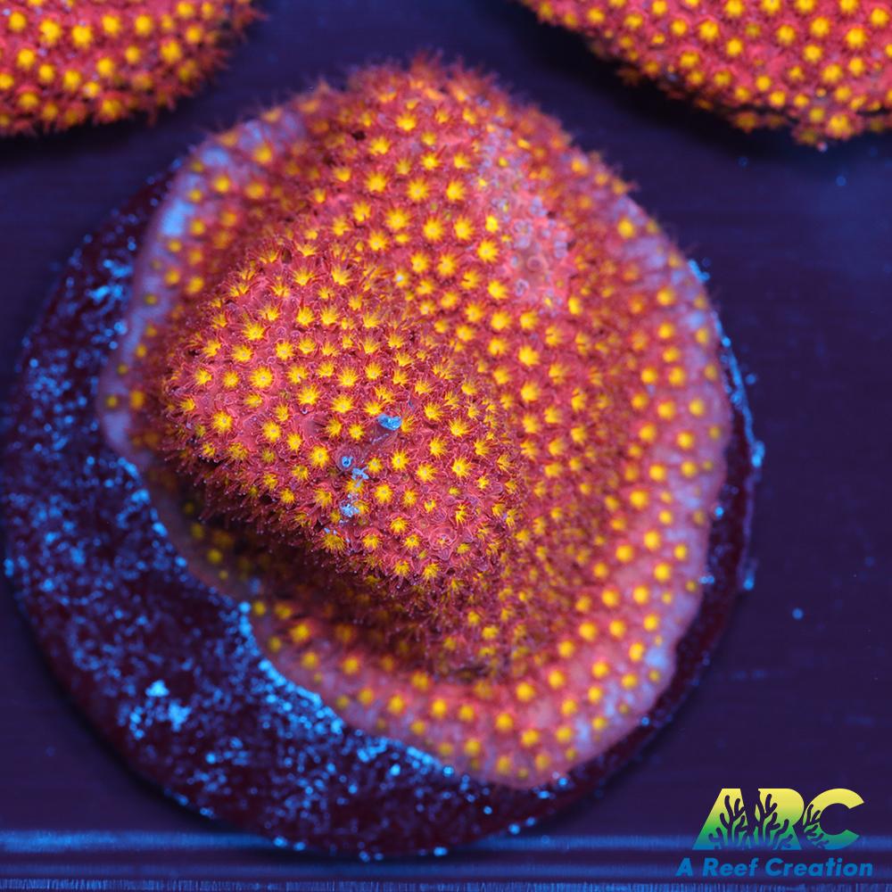 ARC Bling Bling Stylo