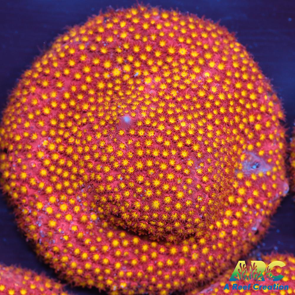 ARC Bling Bling Stylo