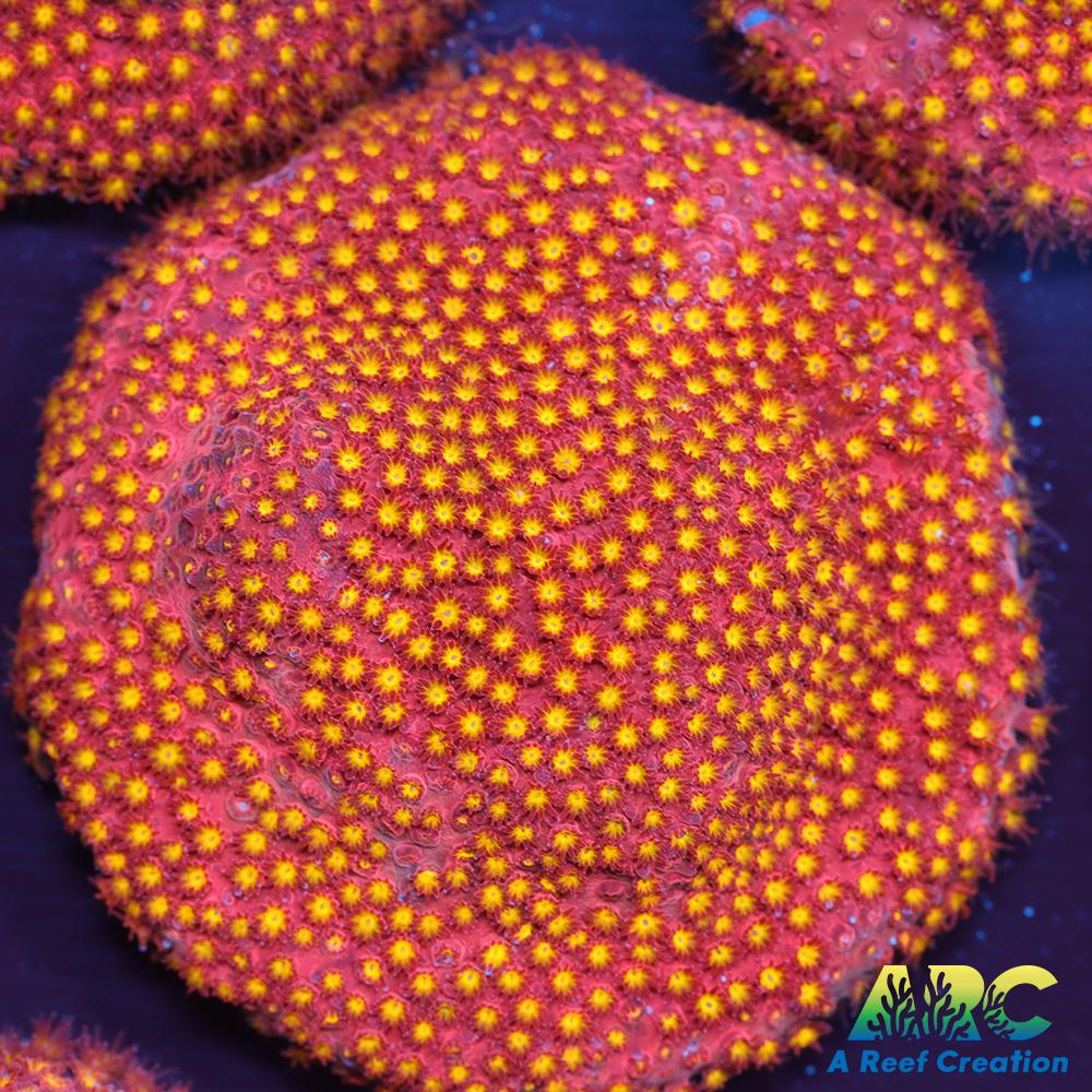 ARC Bling Bling Stylo