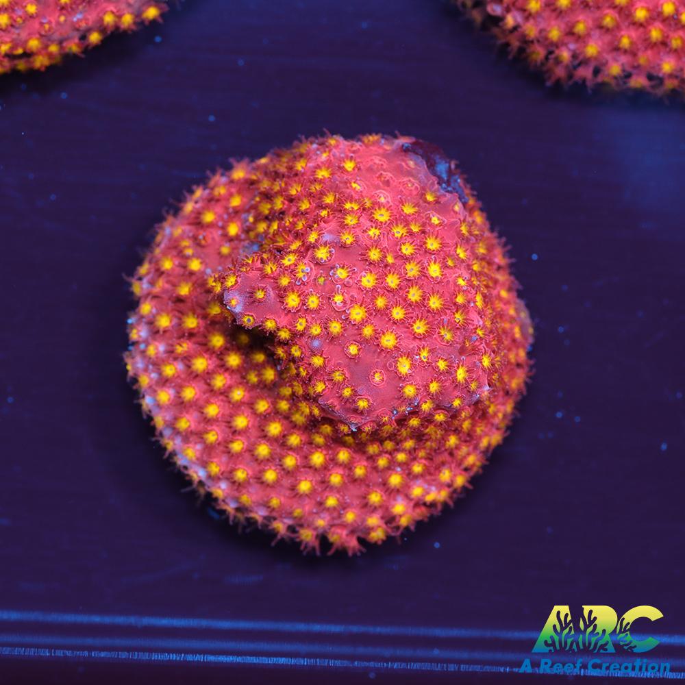 ARC Bling Bling Stylo