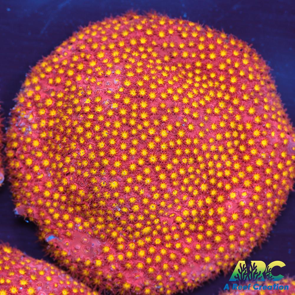 ARC Bling Bling Stylo