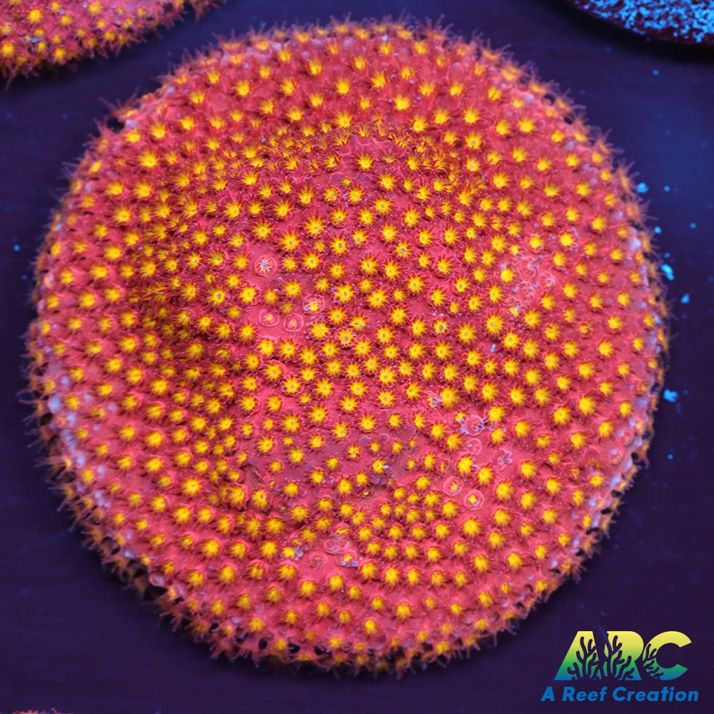 ARC Bling Bling Stylo