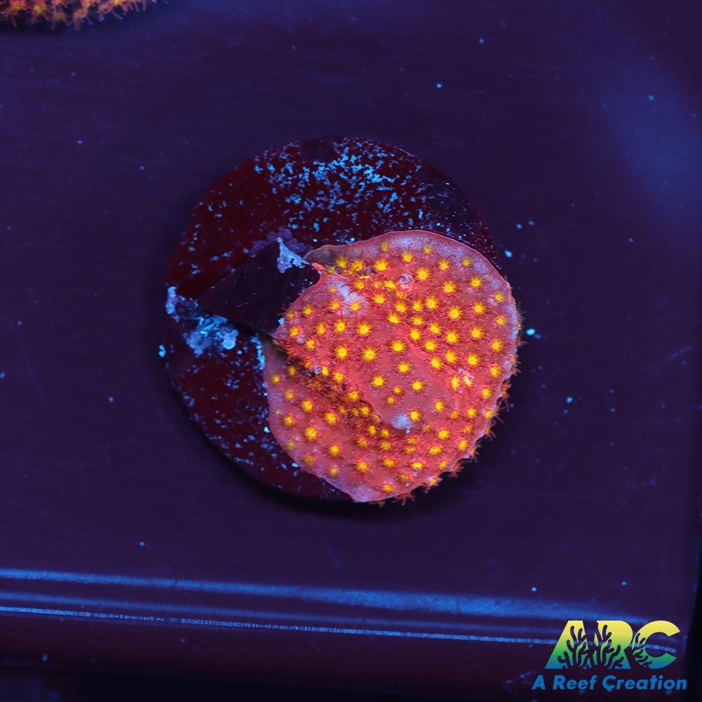 ARC Bling Bling Stylo