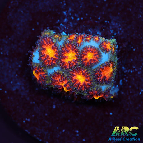 Honeycomb Leptastrea