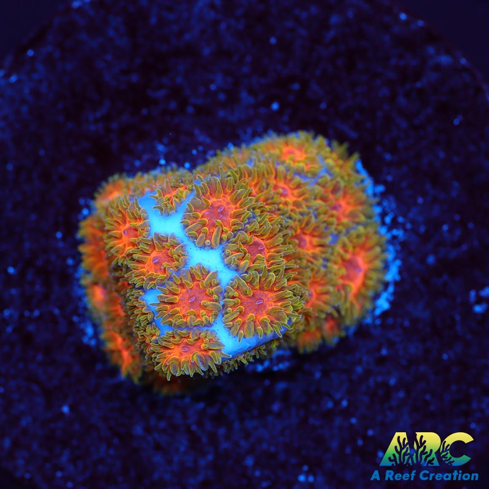 RRC Polkaroo Leptastrea