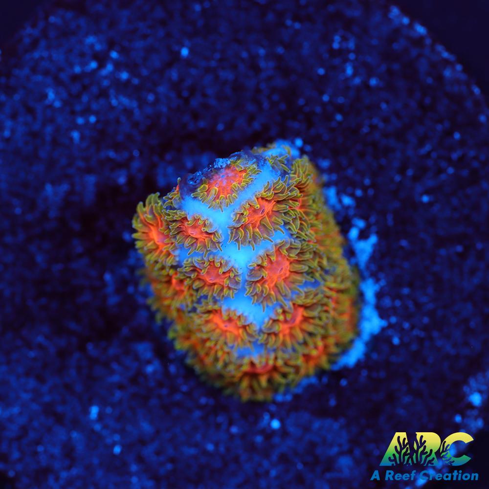 RRC Polkaroo Leptastrea