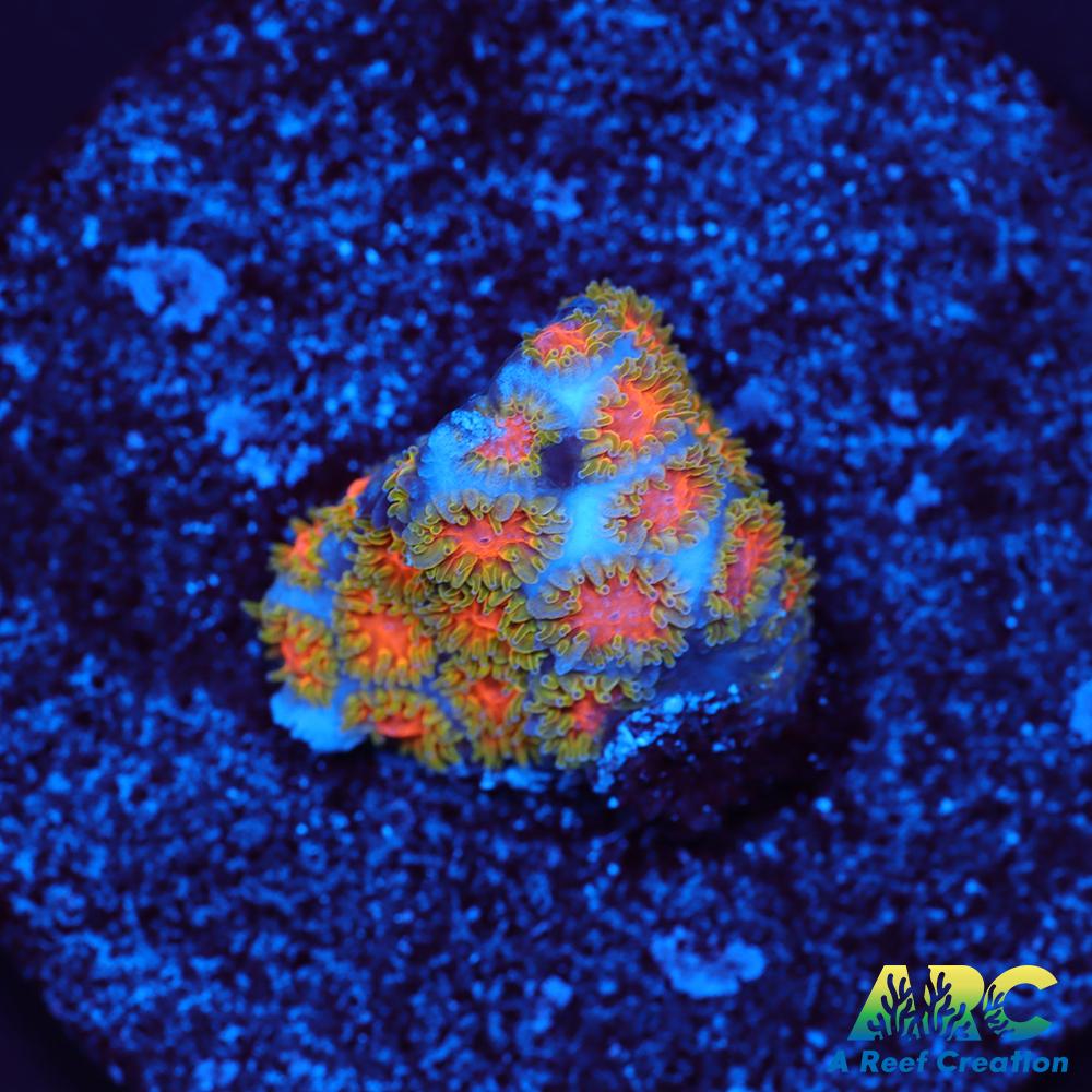 RRC Polkaroo Leptastrea