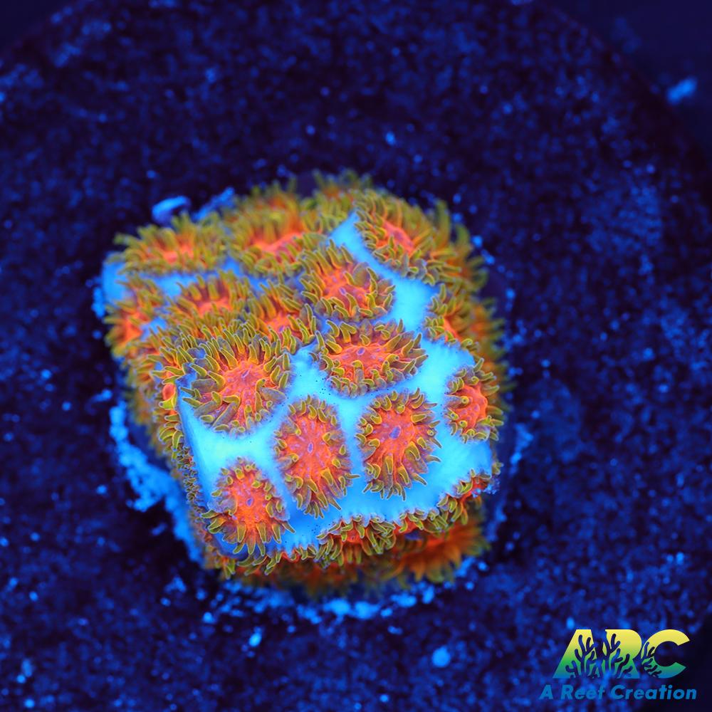 RRC Polkaroo Leptastrea