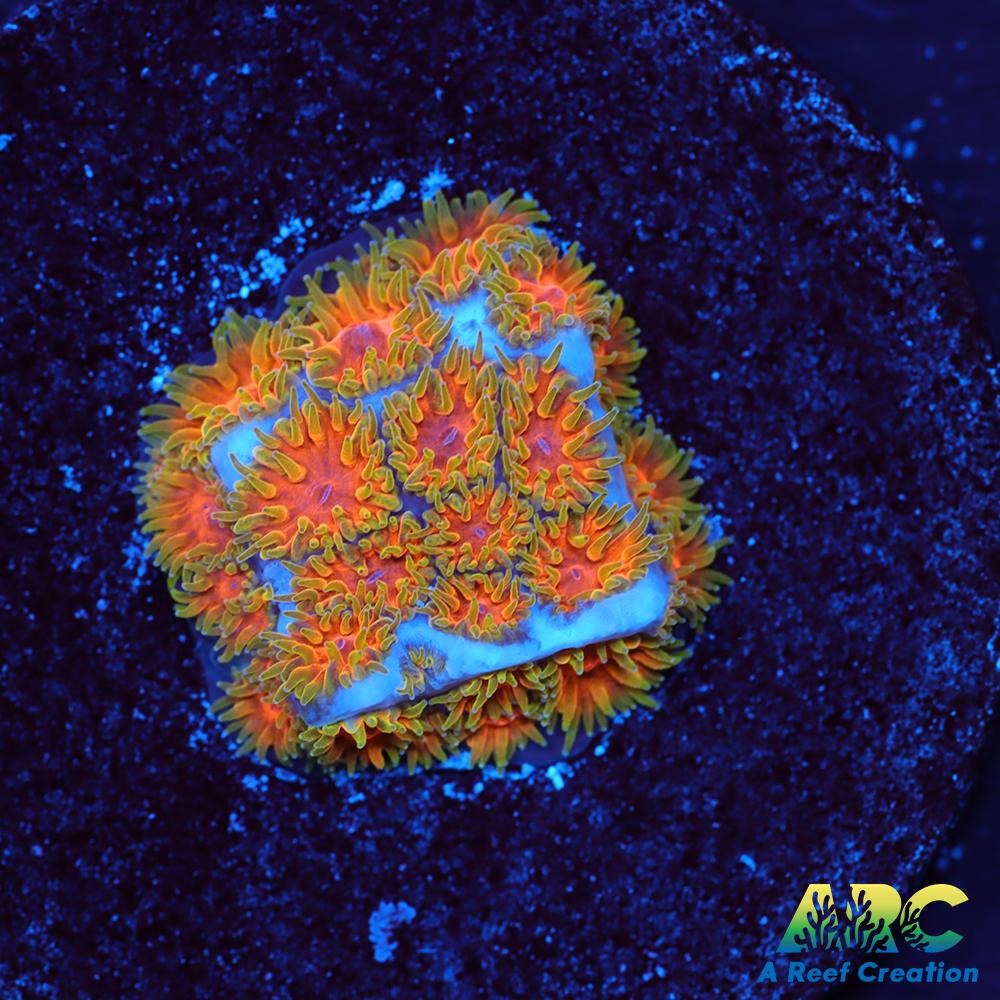 RRC Polkaroo Leptastrea