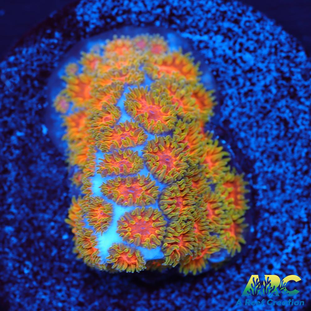 RRC Polkaroo Leptastrea