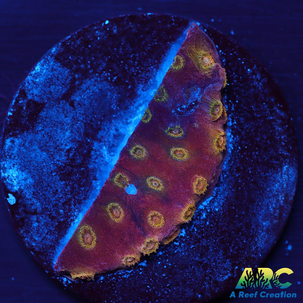 Copper Cyphastrea