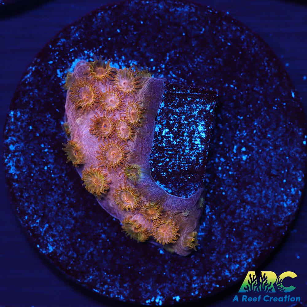 Copper Cyphastrea