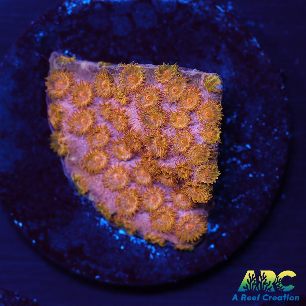 Copper Cyphastrea