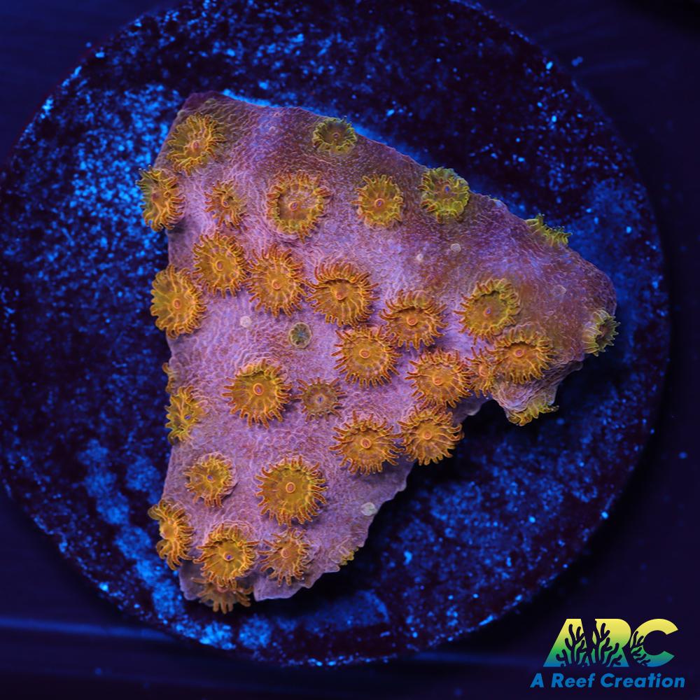Copper Cyphastrea