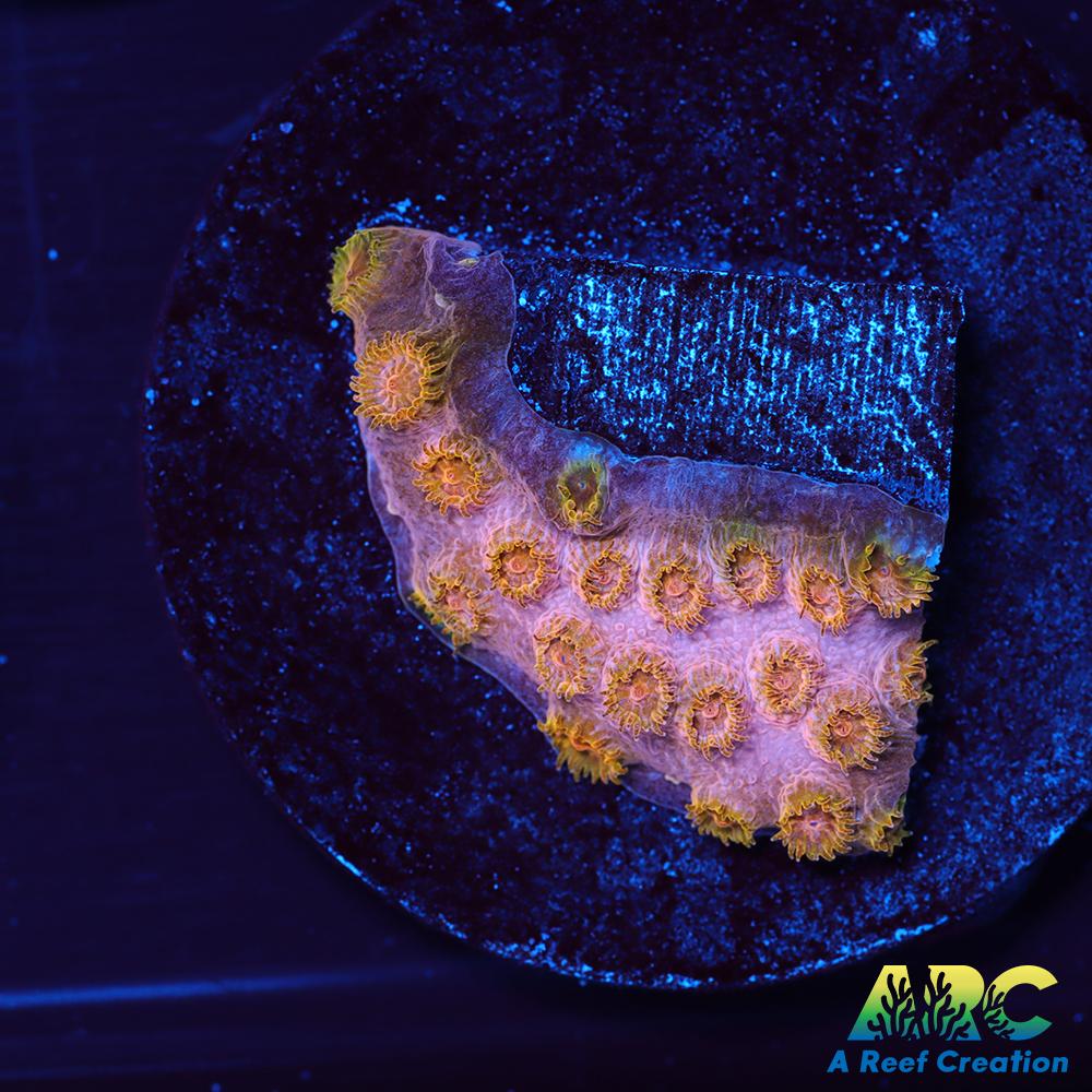 Copper Cyphastrea