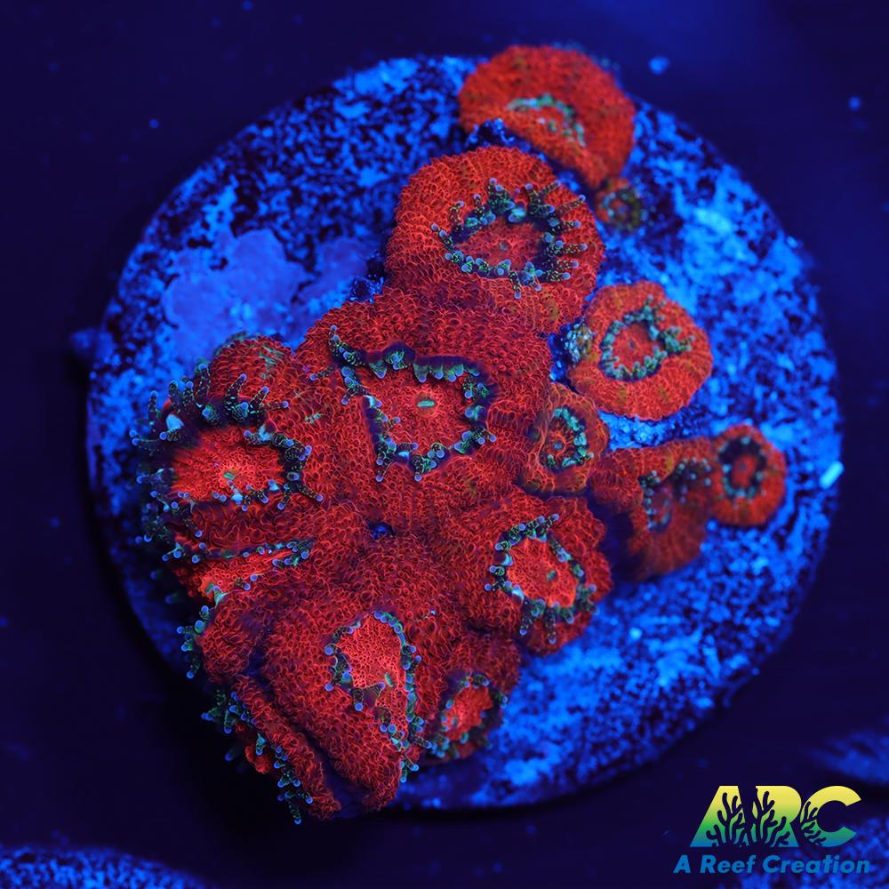 ARC Red Velvet Micromussa