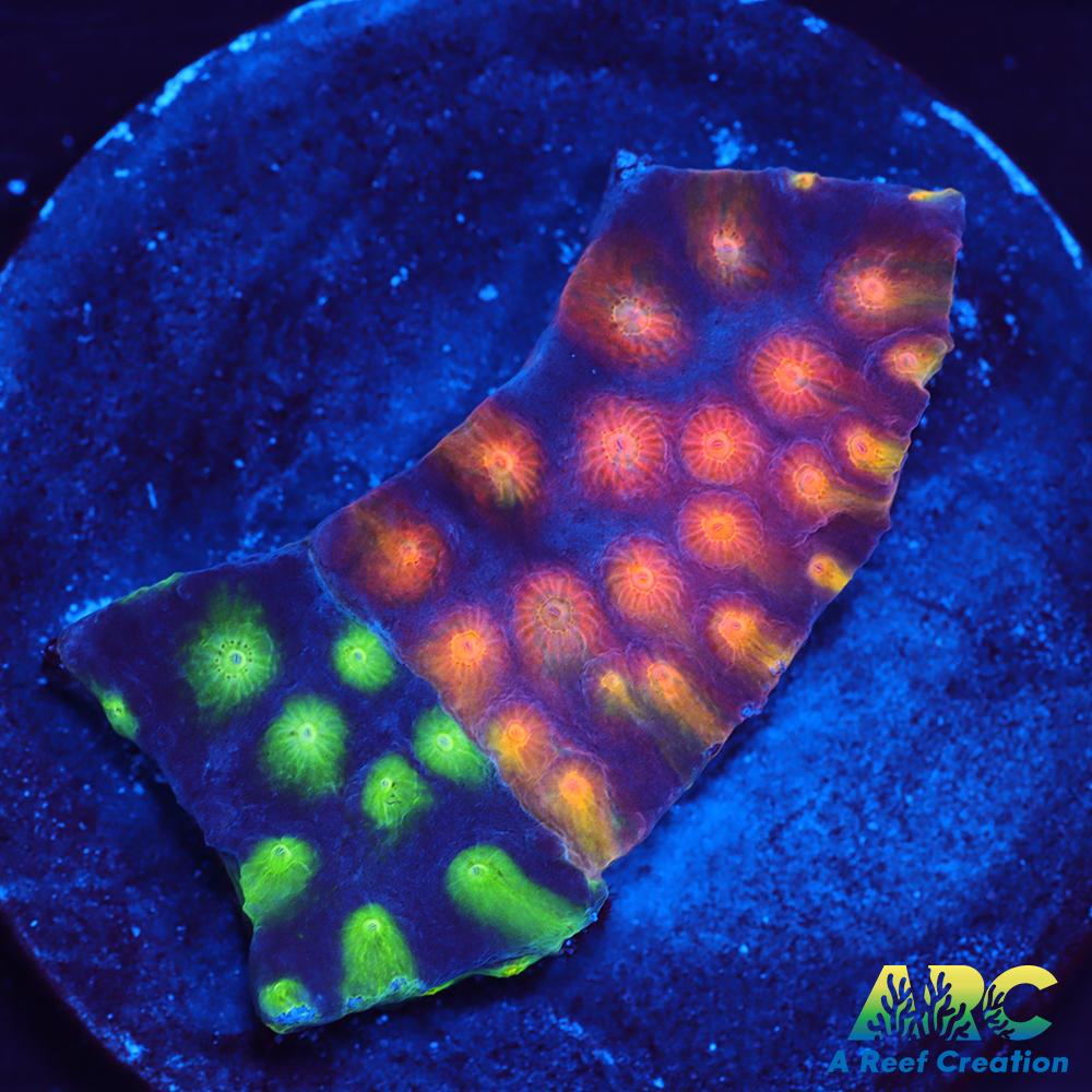 ARC Monet's Madness Cyphastrea