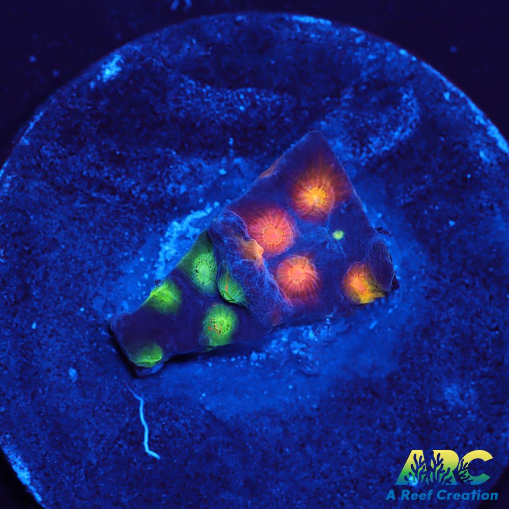 ARC Monet's Madness Cyphastrea