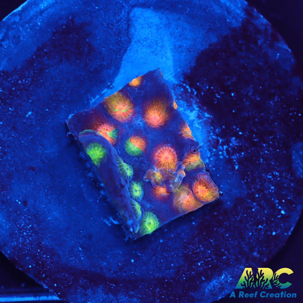 ARC Monet's Madness Cyphastrea