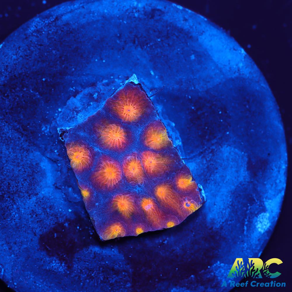 ARC Monet's Madness Cyphastrea