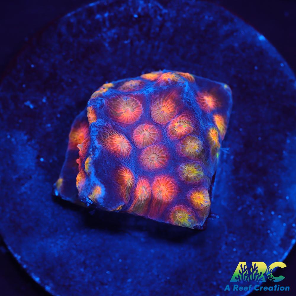 ARC Monet's Madness Cyphastrea