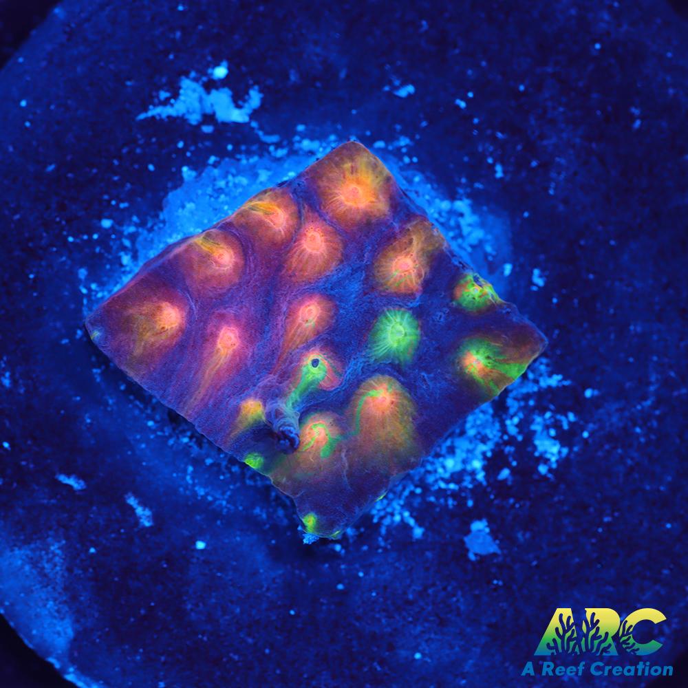 ARC Monet's Madness Cyphastrea