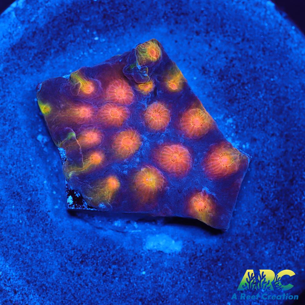 ARC Monet's Madness Cyphastrea