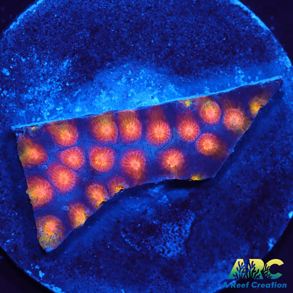 ARC Monet's Madness Cyphastrea