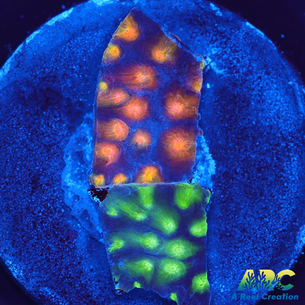 ARC Monet's Madness Cyphastrea