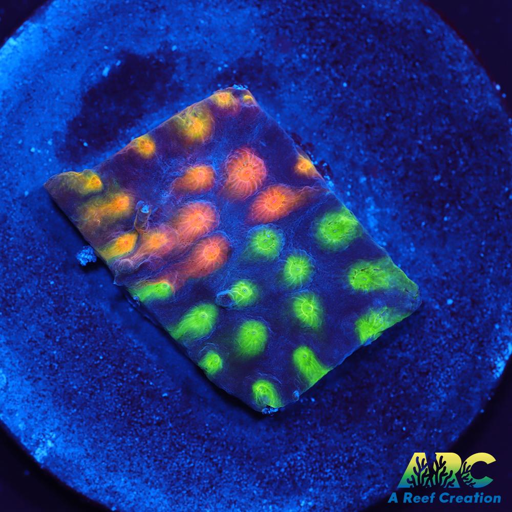 ARC Monet's Madness Cyphastrea