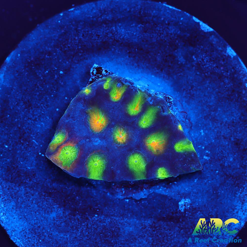 ARC Monet's Madness Cyphastrea