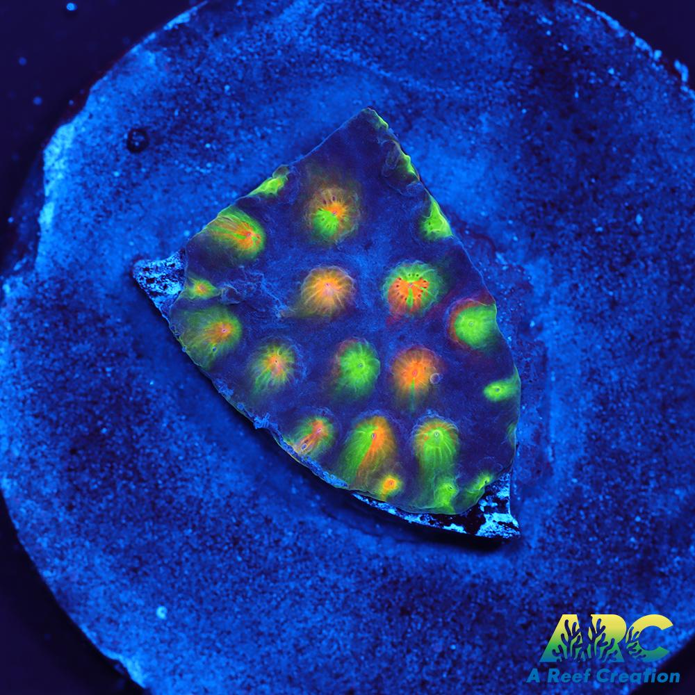 ARC Monet's Madness Cyphastrea