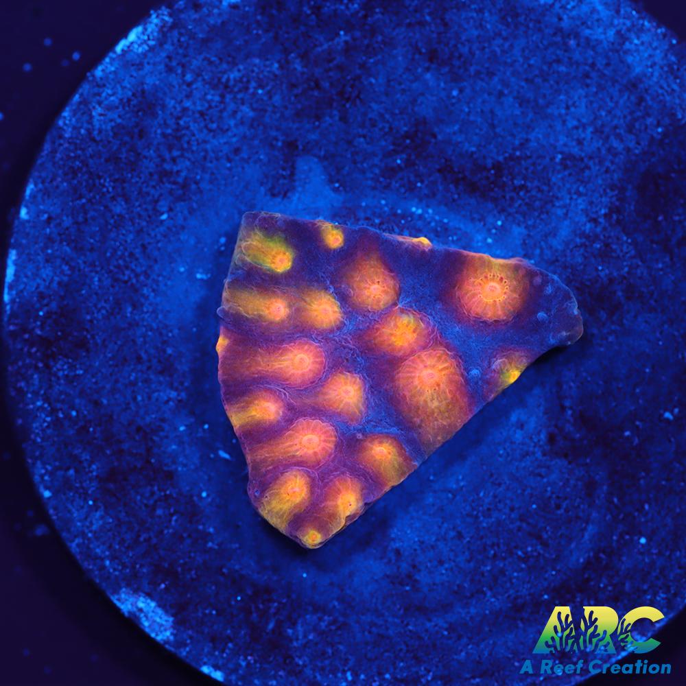 ARC Monet's Madness Cyphastrea