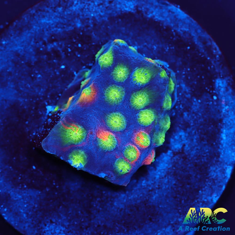 ARC Monet's Madness Cyphastrea