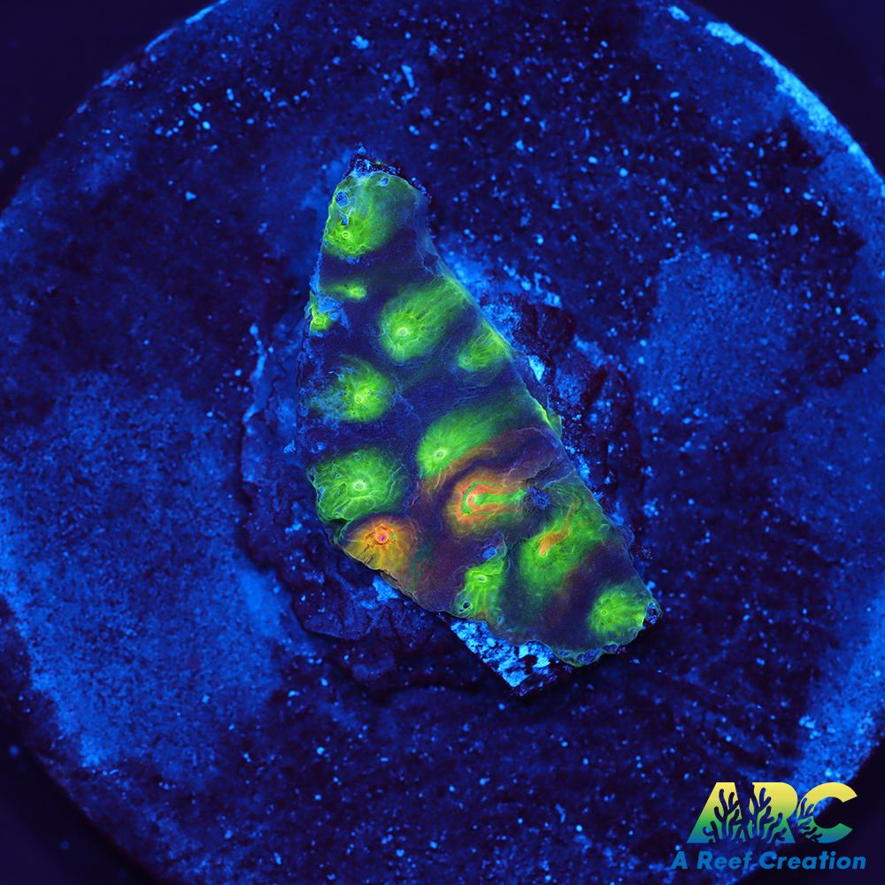 ARC Monet's Madness Cyphastrea