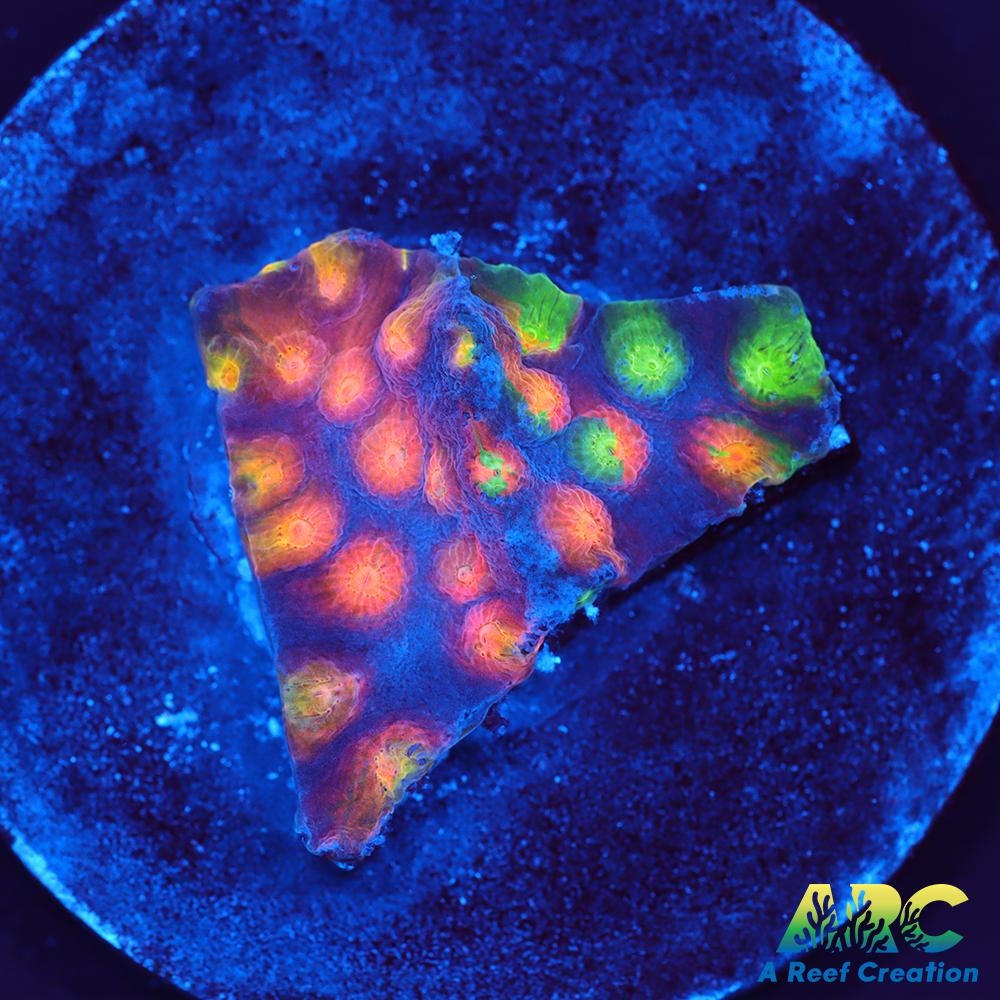 ARC Monet's Madness Cyphastrea