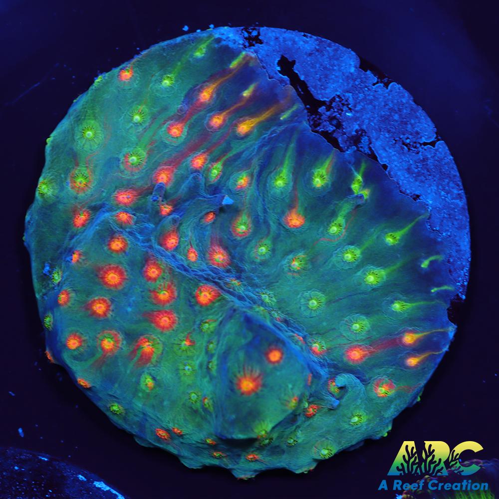 ARC Monet's Madness Cyphastrea