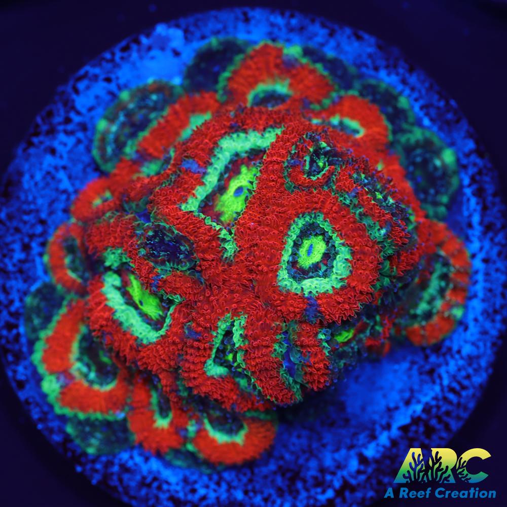 OG UFO Micromussa 25 polyps