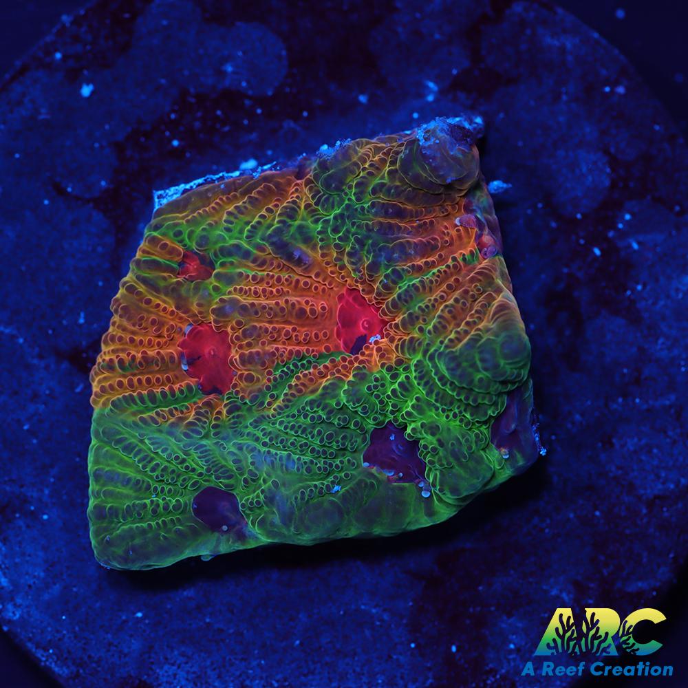 Two Faced Fascination Favites