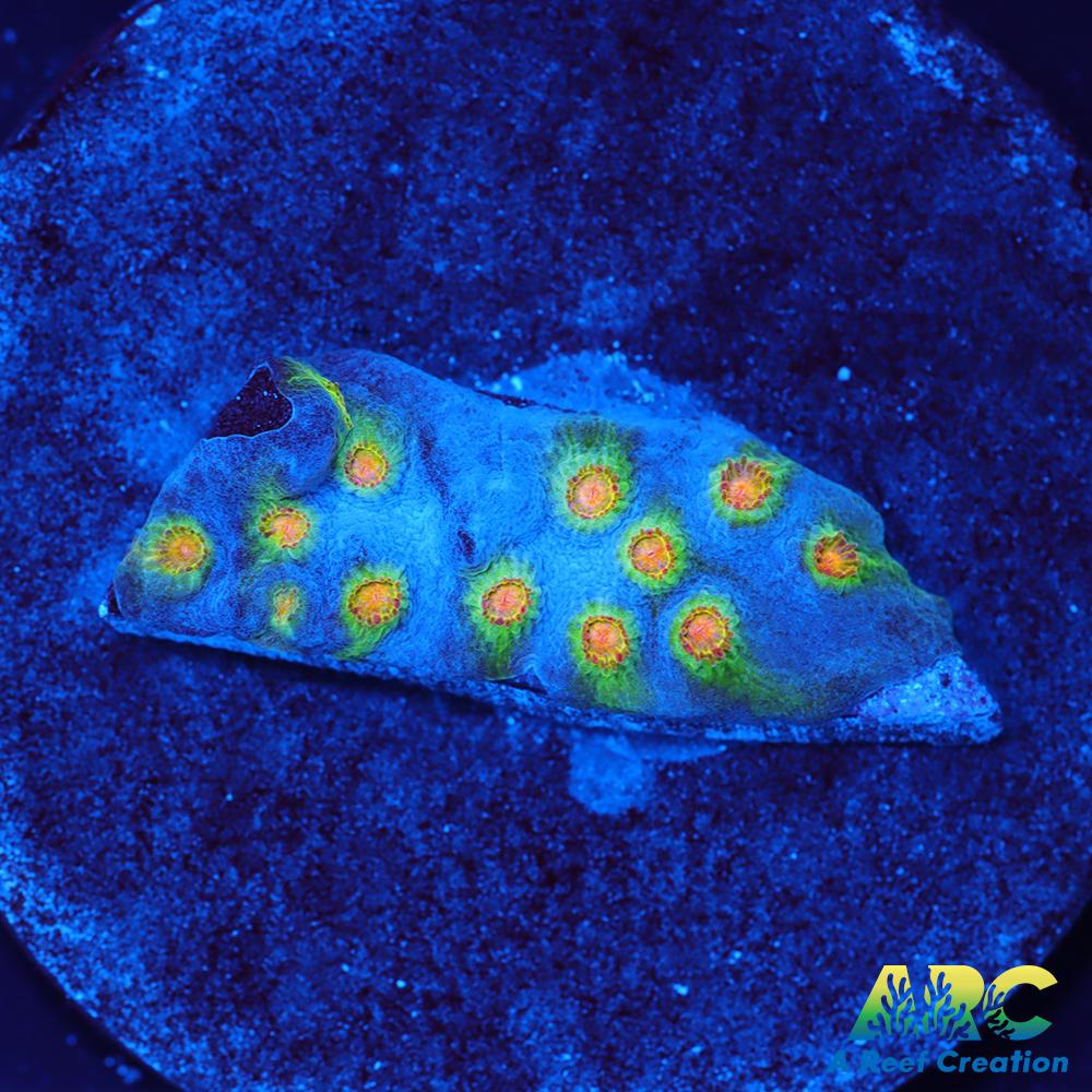 ARC Zombie Eyes Cyphastrea