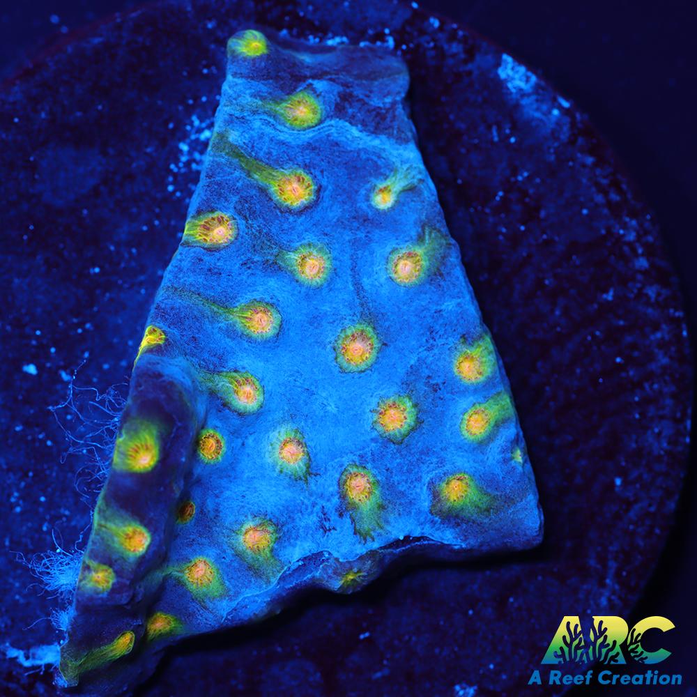 ARC Zombie Eyes Cyphastrea