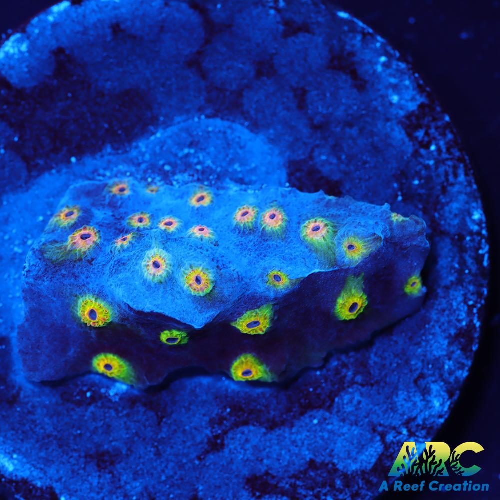 ARC Zombie Eyes Cyphastrea