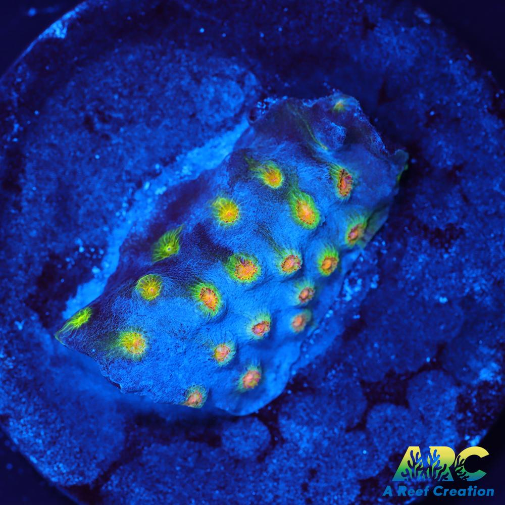 ARC Zombie Eyes Cyphastrea