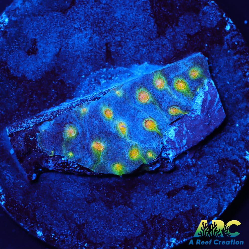 ARC Zombie Eyes Cyphastrea